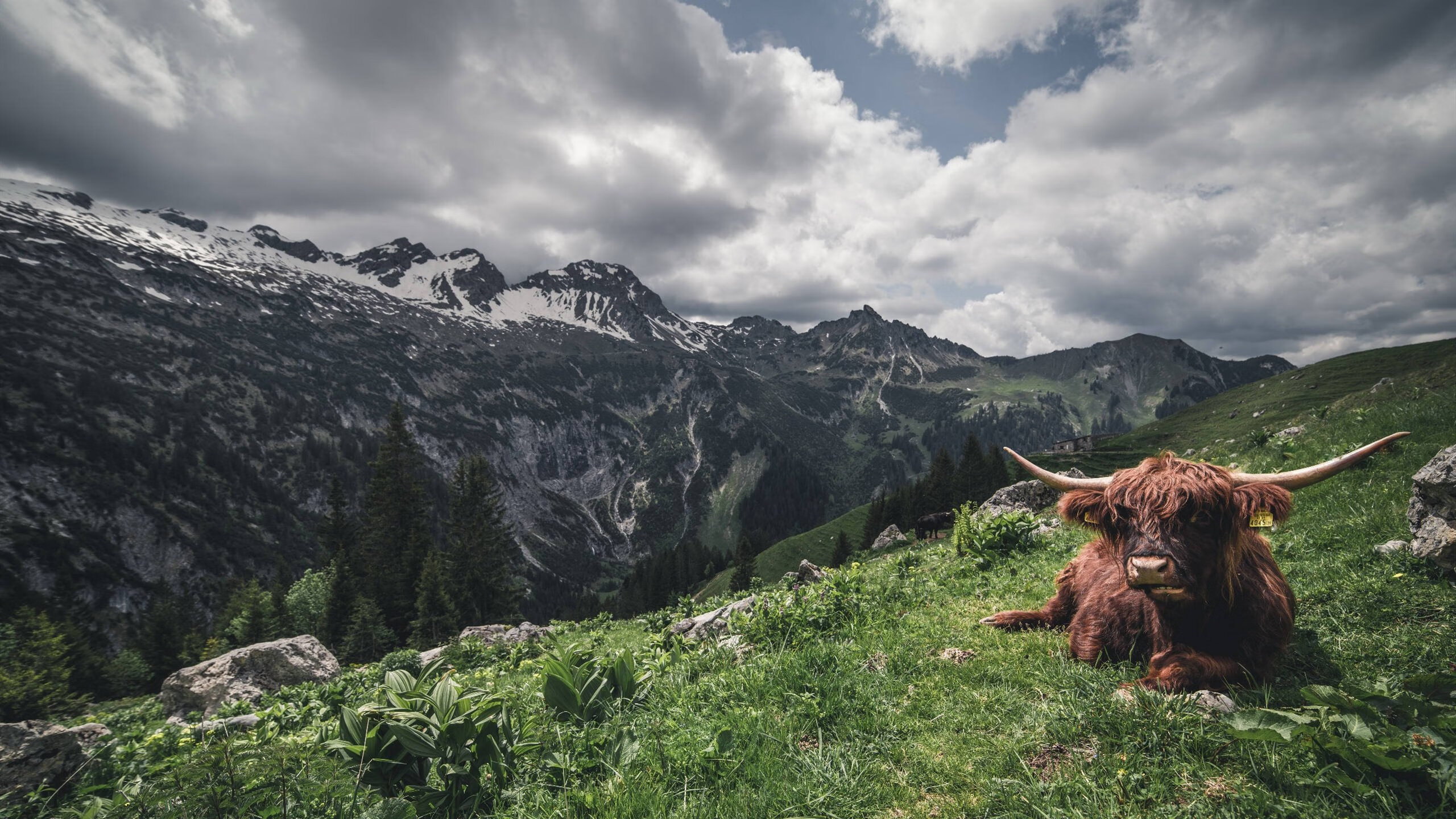 红魔战术棋局中的隐秘影响者,解析富安健洋如何成为曼联完胜皇家社会的关键先生