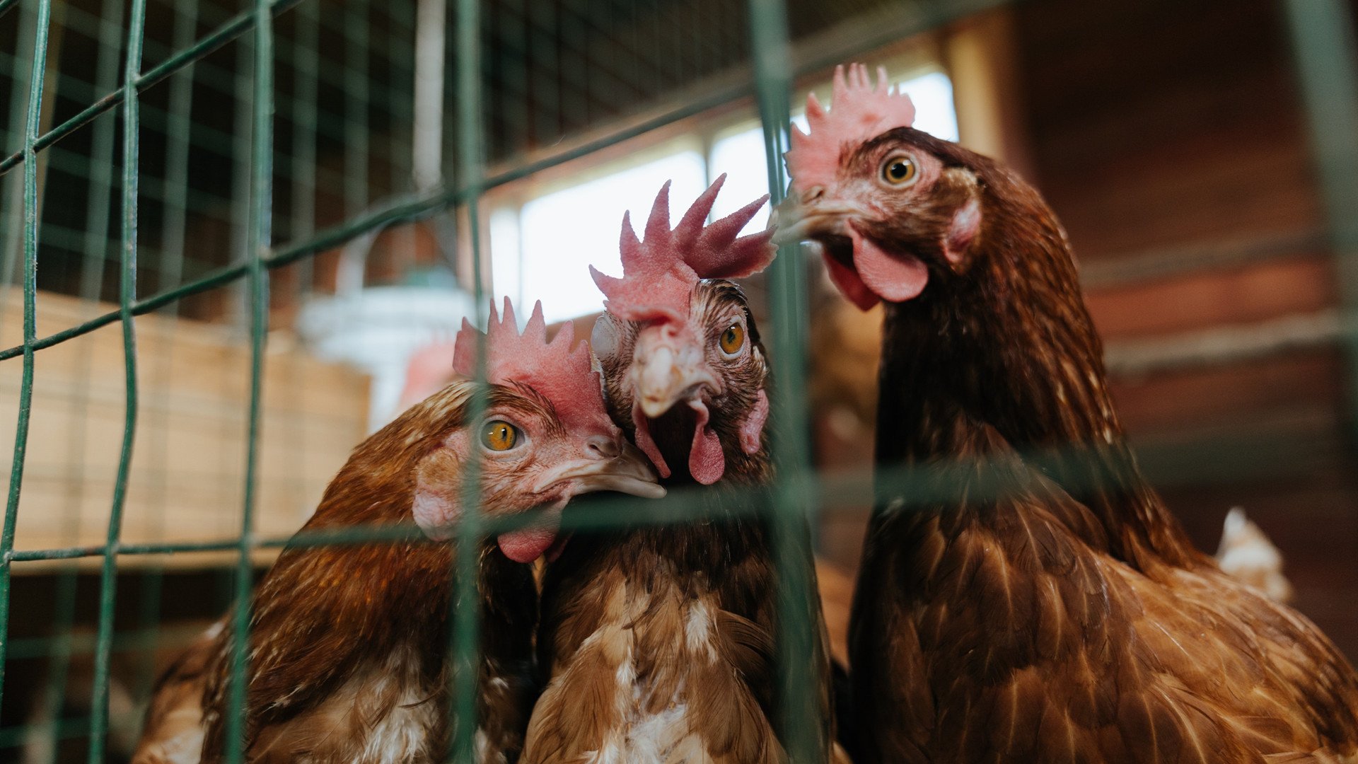 当马竞化身希腊,西甲德比惊现铁血风暴,瓜迪奥拉梦回2004