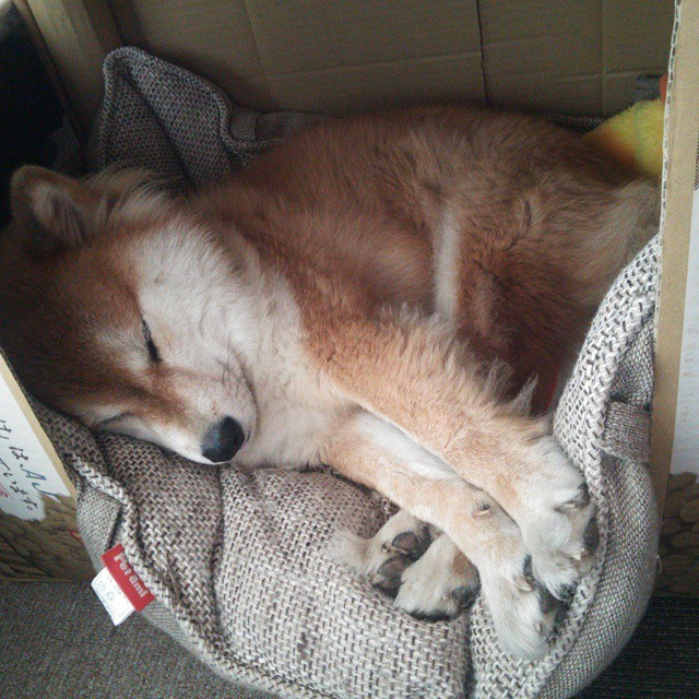 铁血防守破绿军神话，哈利伯顿关键时刻定义比赛，辽宁男篮的战术胜利