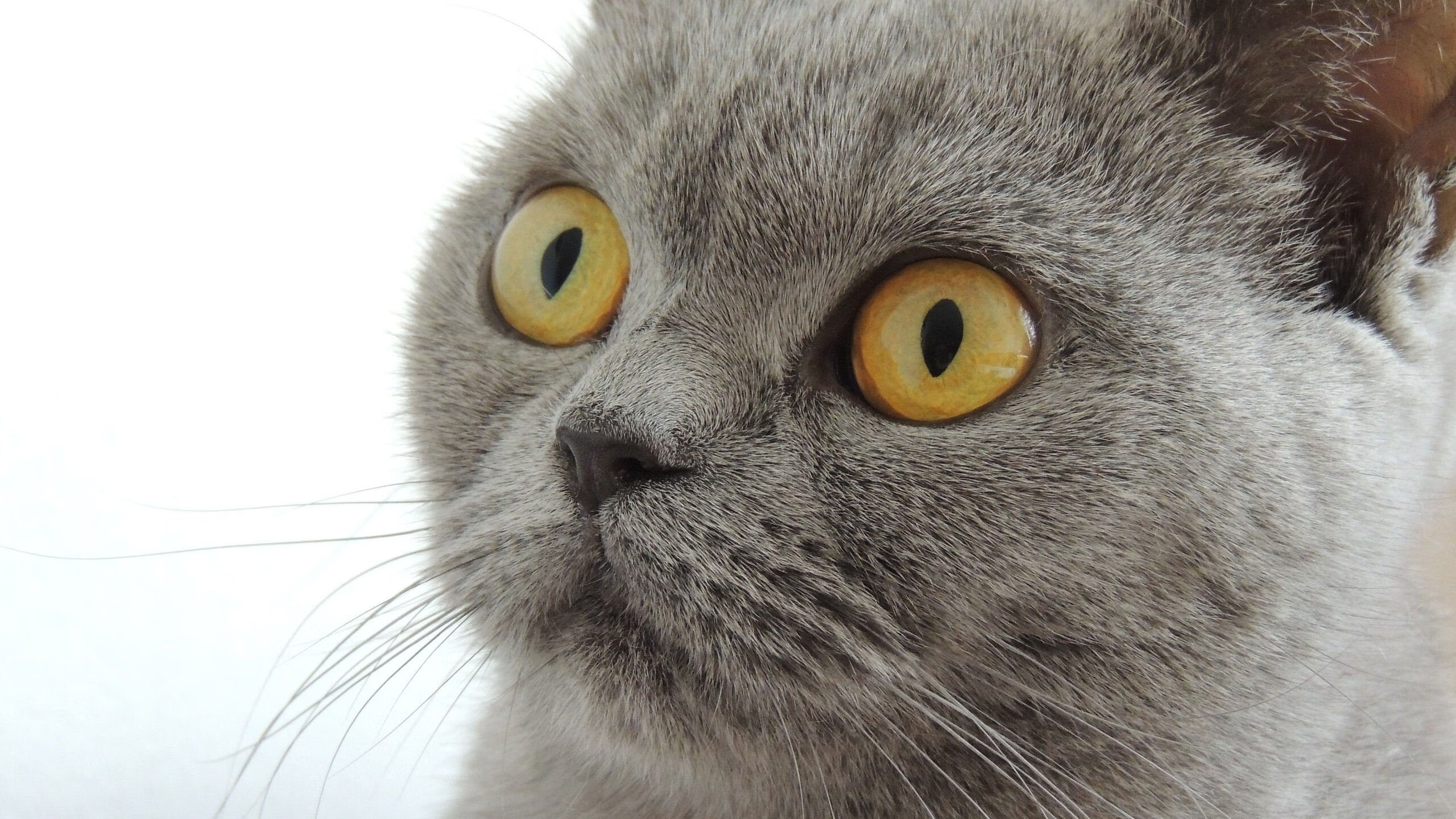 孤星对烈日，武切维奇用沉默的对抗为自己正名