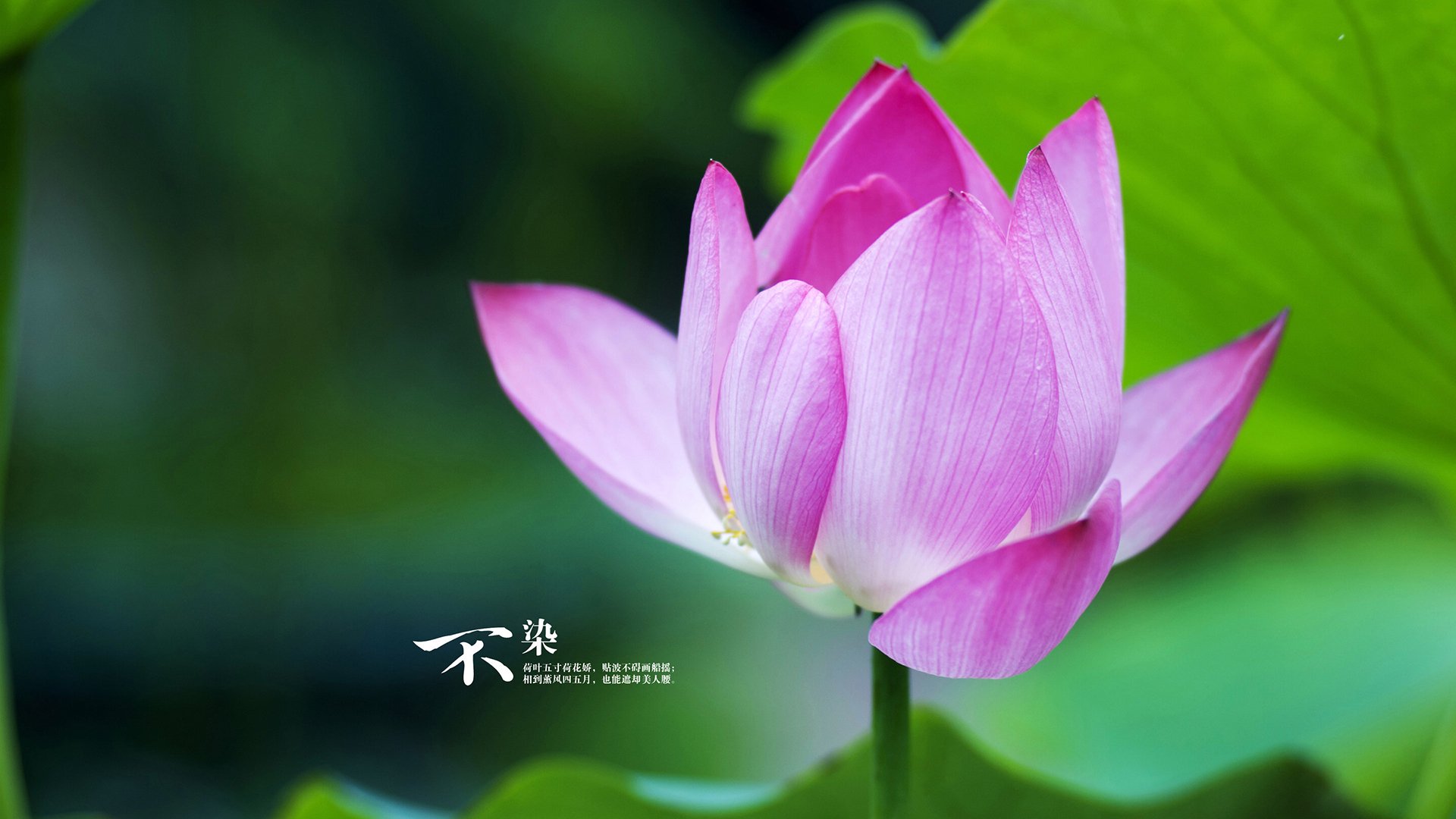 阿坎吉撞碎最坚韧防线，让维也纳相信足球有神