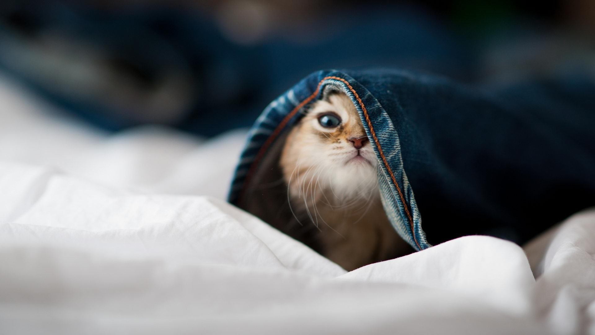 东方棋盘上的白色战舰，中国为何稳稳拿下皇马，贝林厄姆成关键先生？