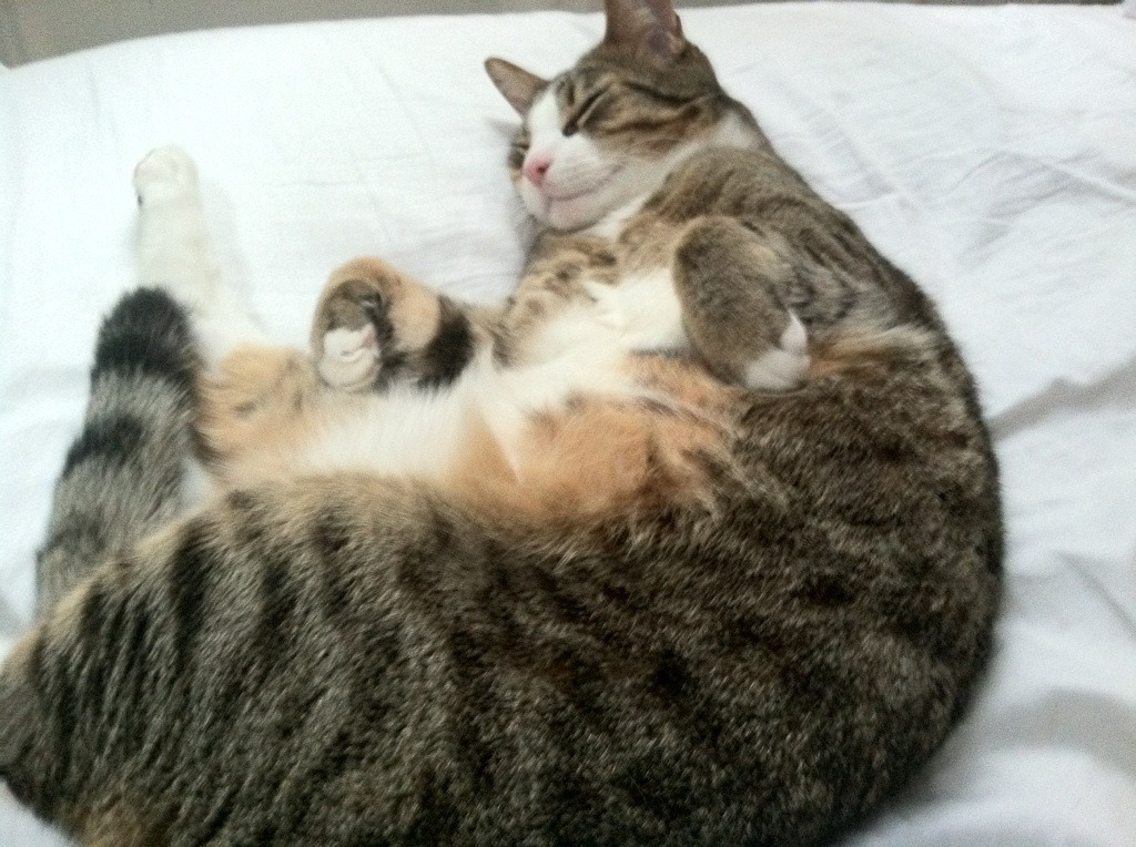 末节逆转传奇！穆勒关键双响助马德里竞技惊险带走胜利，突尼斯憾负展现韧性