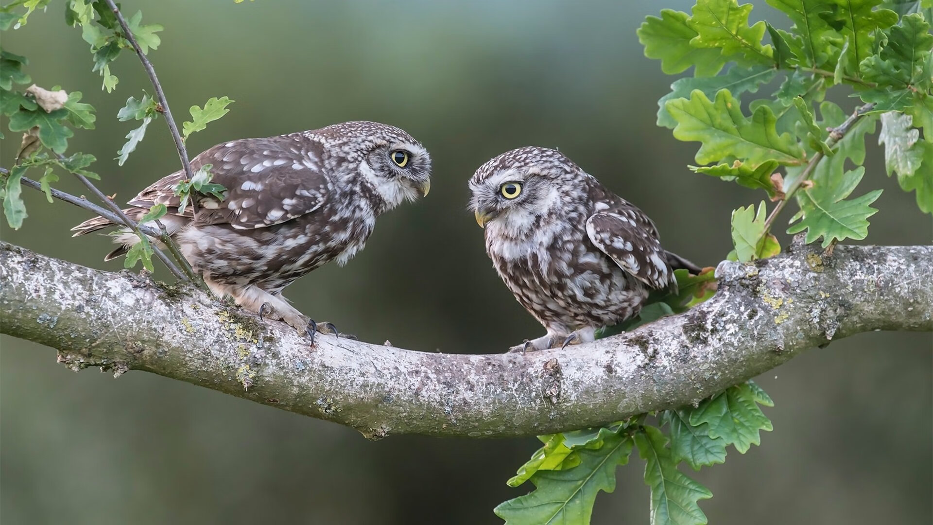 地理课与数据风暴，当洪都拉斯之名在安菲尔德写下魔幻现实 阿什拉夫用不可能的统治级表现，为足球世界重绘版图