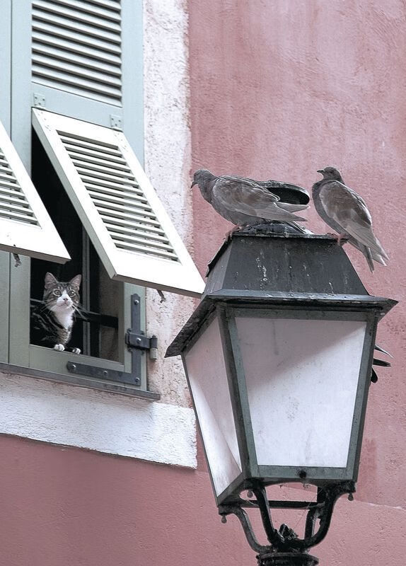 跨界王者，篮网轻取鹈鹕，恩比德欧冠式统治力震惊联盟