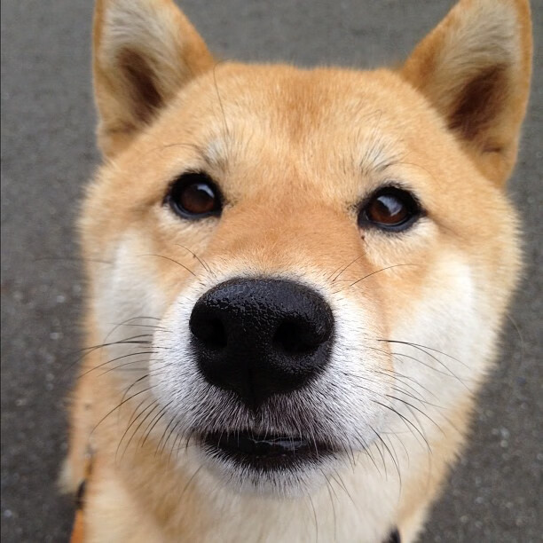 历史性横扫！深圳队令独行侠尝尽苦果，杰伦格林压力下迎华丽爆发