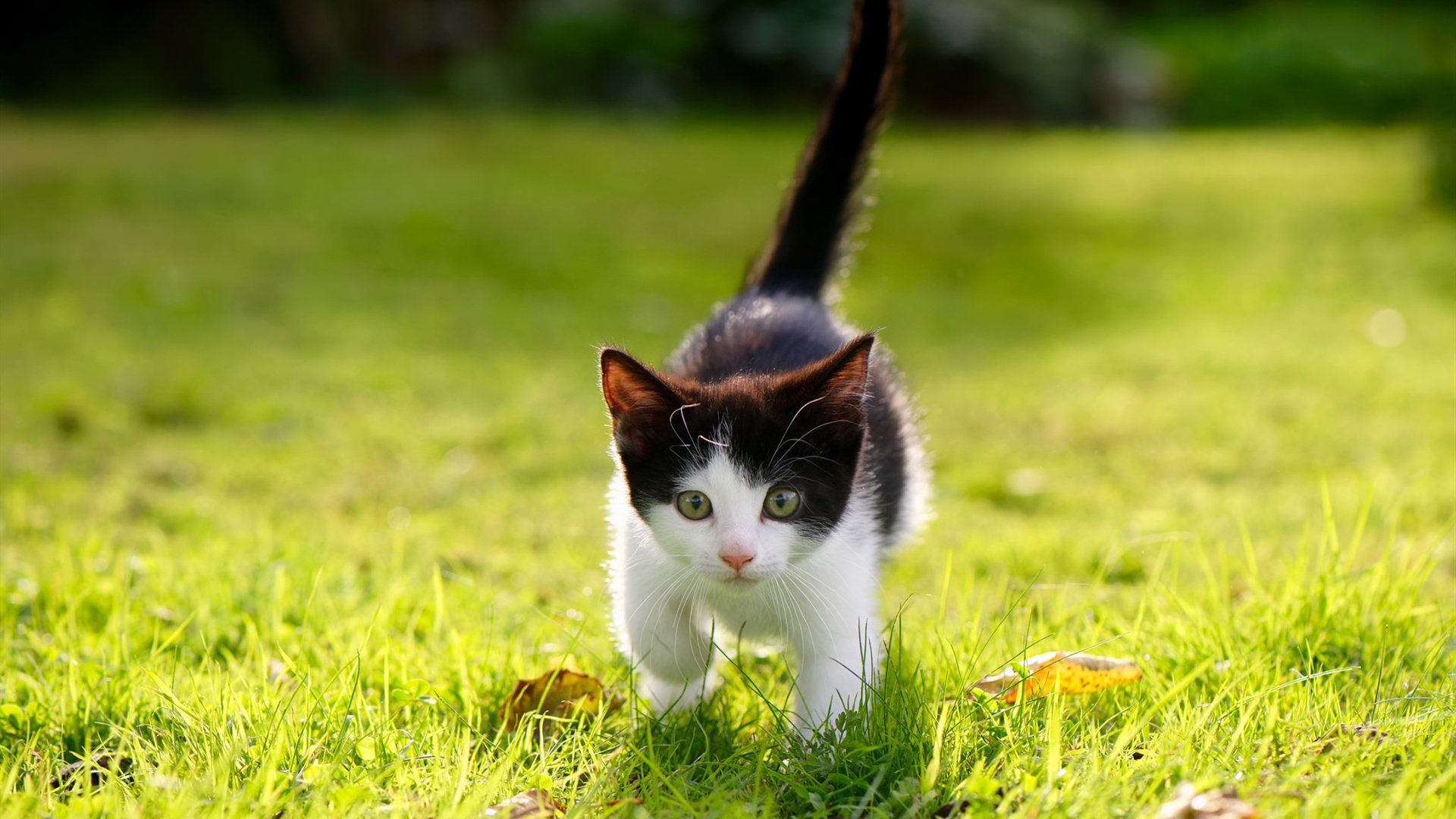 利物浦奏响新马赛曲，哈弗茨化身拿破仑引领革命性胜利