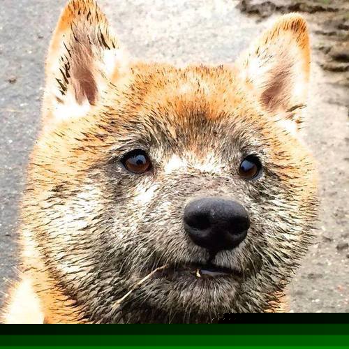 奥运前哨战,雷霆筑铜墙铁壁,绞杀马刺双星