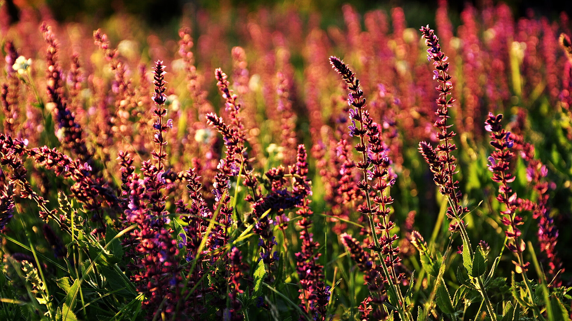 神话再现!当黑马遇到黑马,宿命的齿轮在2026年压哨转动