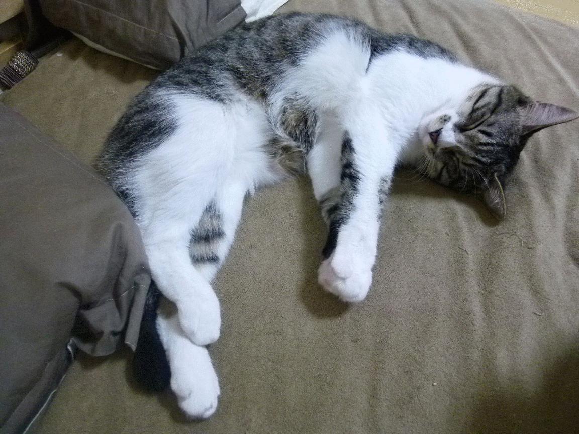 双线飓风，维斯塔潘征服巴林赛道，塔图姆率绿军横扫鹈鹕