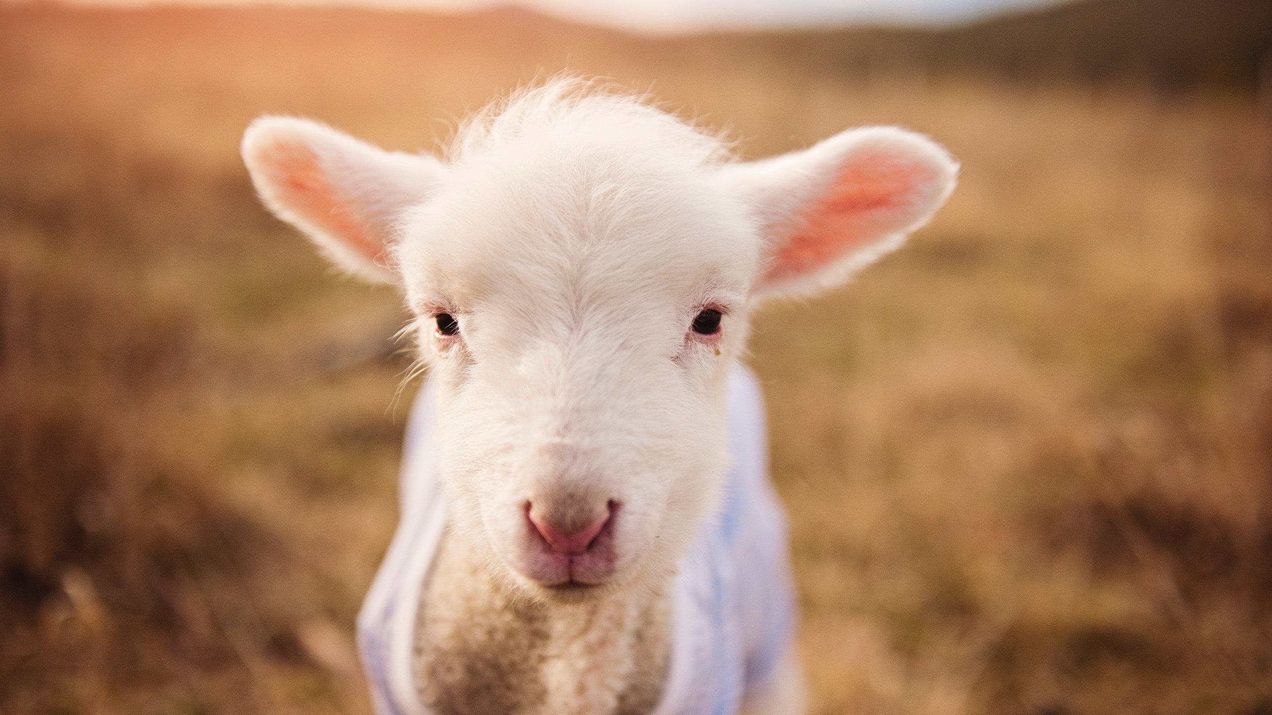 双城记与勇士精神，当英超争冠战遇见CBA斩落