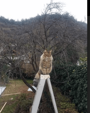 神祇时间!范弗利特连中三记超远三分,独行侠战魔术悬念提前消解