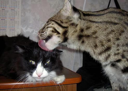 神祇时间!范弗利特连中三记超远三分,独行侠战魔术悬念提前消解