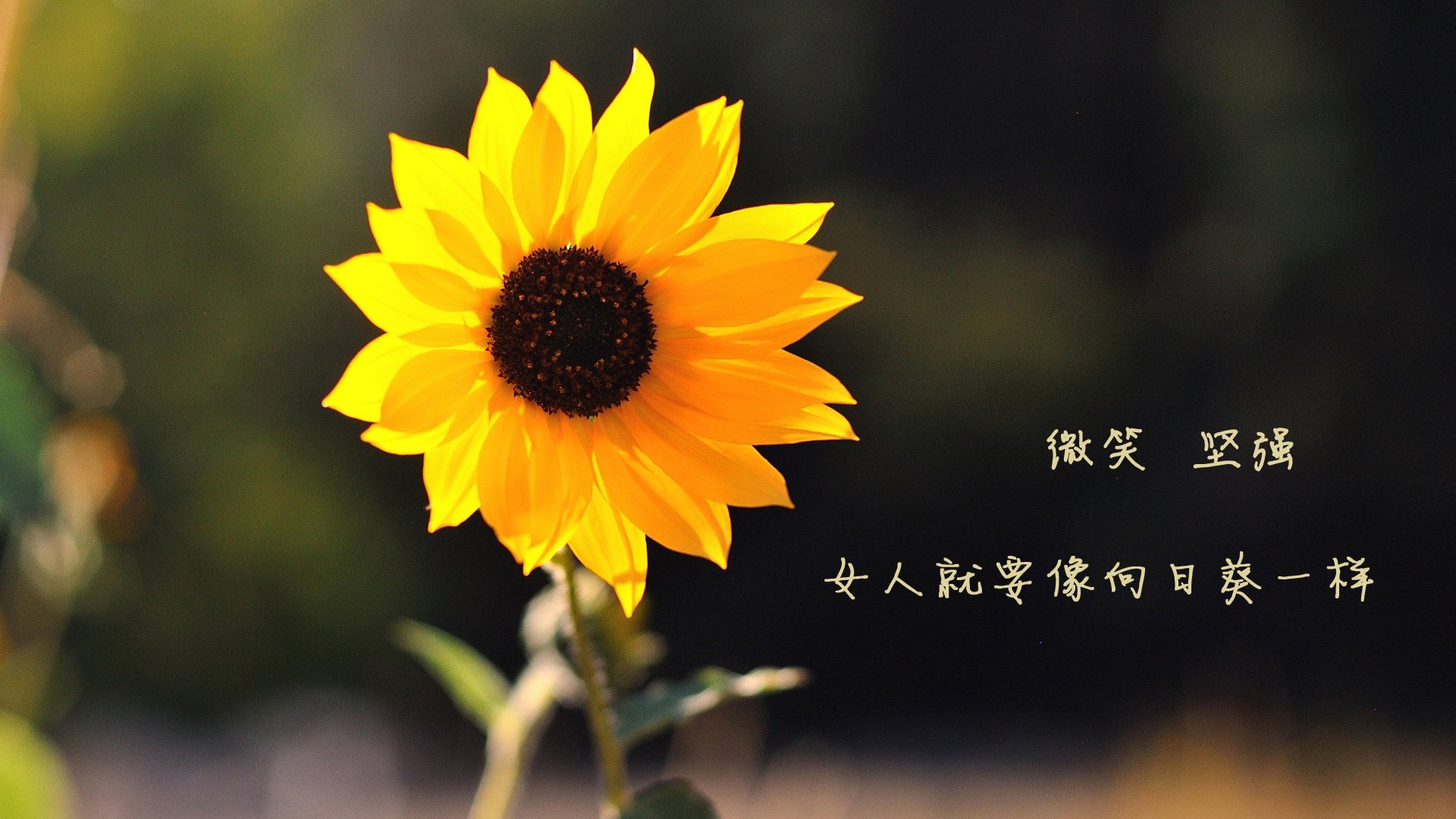 老猎人与新大陆,2026世界杯揭幕战,吉鲁用九十分钟为美国足球上了一堂传统课