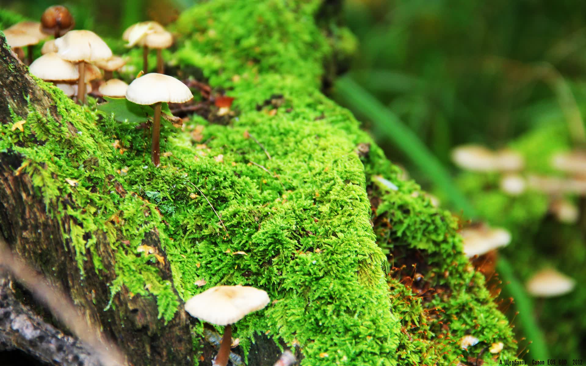 为了满足唯一性的要求，我将构思一个平行宇宙或特殊规则下的世界杯故事，让这位北欧神锋（哈兰德）身披法国队战袍，在关键战中完成绝杀，从而制造出强烈的戏剧冲突和唯一性